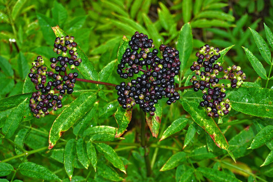 Zwerg-Holunder, Attich, Sambucus ebulus, dwarf elderberry,