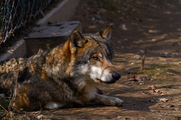 
a wild matured wolf we spend the winter in the woods and the waves of nature