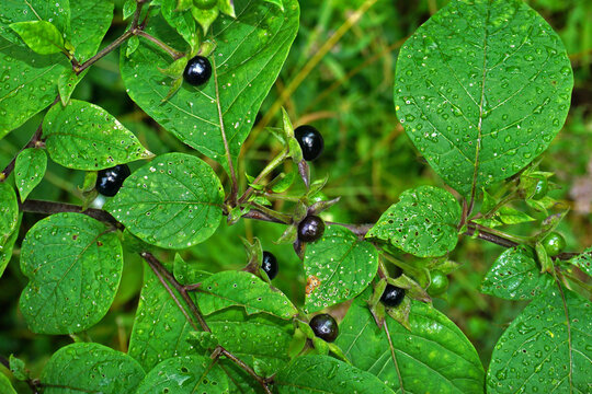 Tollkirsche, Atropa belladonna; dwale, death cherries, banewort
