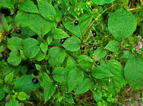 Tollkirsche, Atropa belladonna; banewort