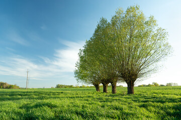 Spring willow trees growing in a row on a meadow © darekb22