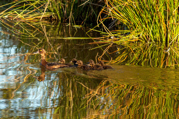 Female tufted duck with 5 ducklings