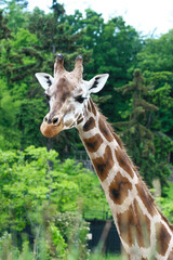 giraffe eating grass