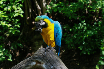 blue and yellow macaw