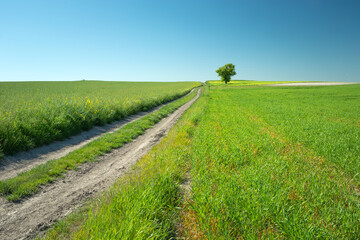 Fototapeta na wymiar A rural road through green fields, a tree to the horizon and the blue sky
