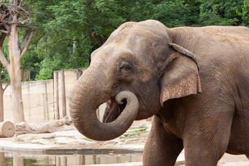 
big elephant with trunk in nature in the park