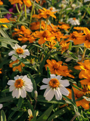 orange flowers in the garden