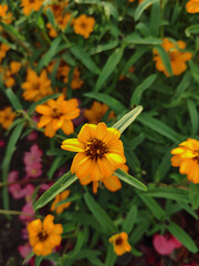 yellow flowers in the garden