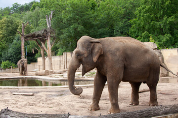 
big elephant with trunk in nature in the park