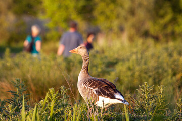 Birdwatchers taking pictures at sunset, observed by a greylag goose (in focus).