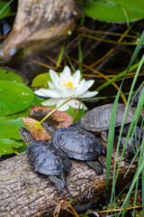 
small wild cabbage in the park in nature