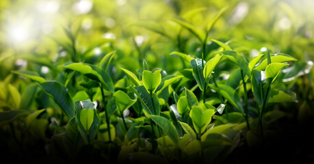 Fresh green tea buds and leaves from a tea garden at India