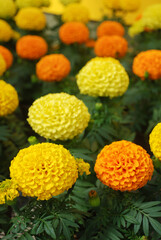 Marigolds Mixed Color (Tagetes erecta, Mexican marigold)