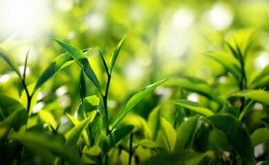 Fototapeta na wymiar Fresh green tea buds and leaves from a tea garden at India