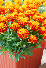 Obraz na płótnie Canvas Tagetes patula French marigold in bloom, orange yellow flowers, green leaves