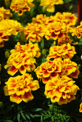 Naklejka na ściany i meble Tagetes patula French marigold in bloom, orange yellow flowers, green leaves