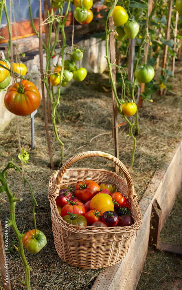 Canvas Prints basket of colorful tomatoes in a green house