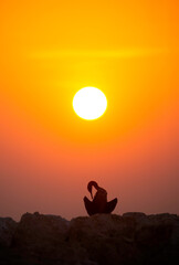 Silhouette of Socotra cormorant preening during sunset, Bahrain