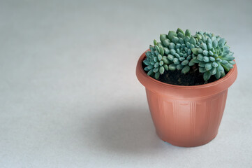 Succulent in a pot on the gray background.