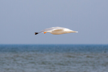 Adult European herring gull (Larus argentatus) in flight over sea; its shape resembles a flying saucer. 