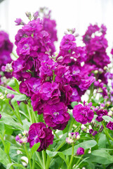 Blurry Matthiola incana flower, stock flowers, cut flowers in the nursery, full bloom