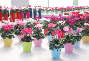 Fototapeta na wymiar Blurry Cyclamen with pot in the nursery. Flower greenhouse. Primulaceae Family. Cyclamen persicum