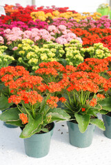 Kalanchoe plant with mixed color flowers, Kalanchoe blossfeldiana