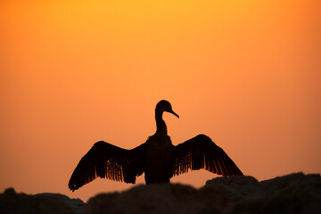 Silhouette of Socotra cormorant drying its wings during sunset, Bahrain