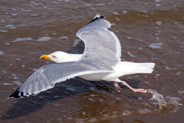 Adult European herring gull (Larus argentatus) running through the surf to take off in flight.