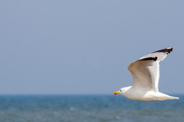 Fototapeta na wymiar Adult European herring gull (Larus argentatus) in flight over a surf; its beak touches the horizon