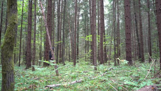 An elderly man walks through the forest with a basket in his hands in search of autumn mushrooms. Moscow region, Russia