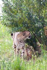 wild mature male cheetah in a green nature wreath in the park