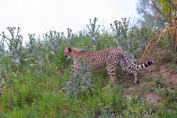 wild mature male cheetah in a green nature wreath in the park