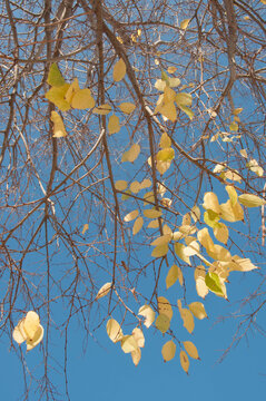 Hojas en los &aacute;rboles 