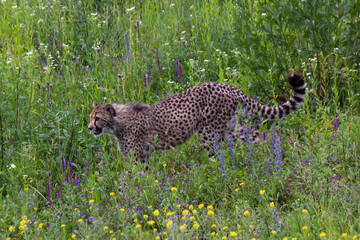 wild mature male cheetah in a green nature wreath in the park