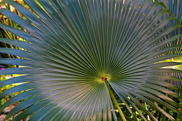 Chinese fan palm leaf, Livistona chinensis