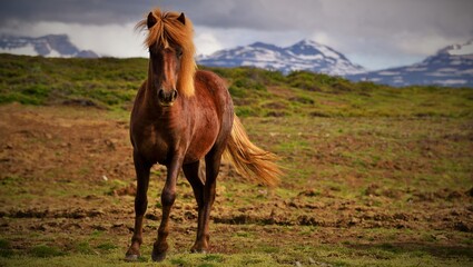 horse in the wild