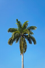 Palm tree and blue sky