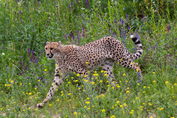 wild mature male cheetah in a green nature wreath in the park