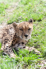 wild mature male cheetah in a green nature wreath in the park