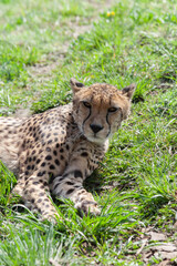 wild mature male cheetah in a green nature wreath in the park