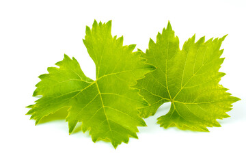 Two fresh, green grape leaves isolated on white background.