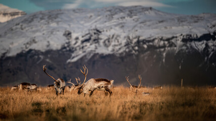 reindeers in the wild