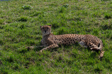 wild mature male cheetah in a green nature wreath in the park