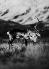 reindeer in the wild
