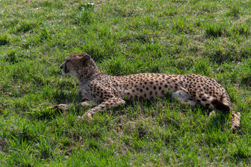 wild mature male cheetah in a green nature wreath in the park