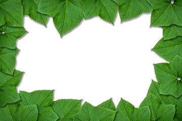 Close up group of green leaves, blank empty space for copy, isolated on white background.