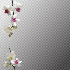 Floral background. Orchids. White tropical flowers. Vector illustration. Transparent background.