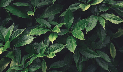 Green leaves pattern background, Natural backdrop and wallpaper
