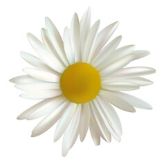 Chamomile. Isolated. Flower. White. Yellow. Vector illustration.